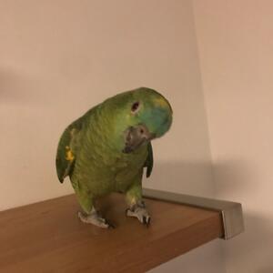 Bortflugen Amazon-papegoja