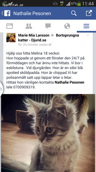 kattunge 21 veckor  på www.upphittat.se